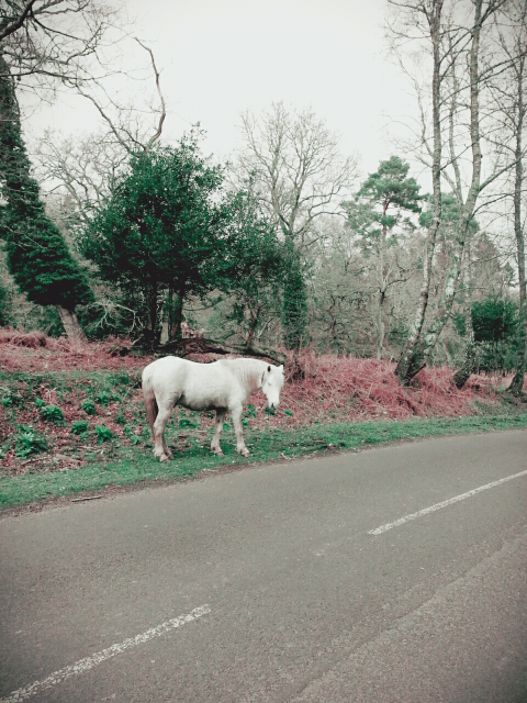 ӽ ٱ - New forest !!