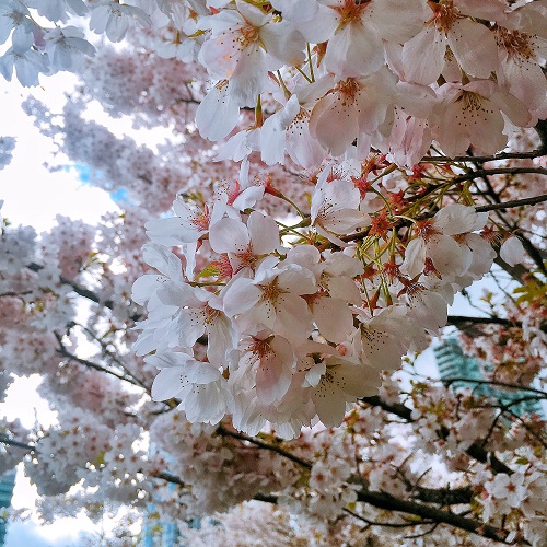 17. ̺  ũ(David Lam Park)