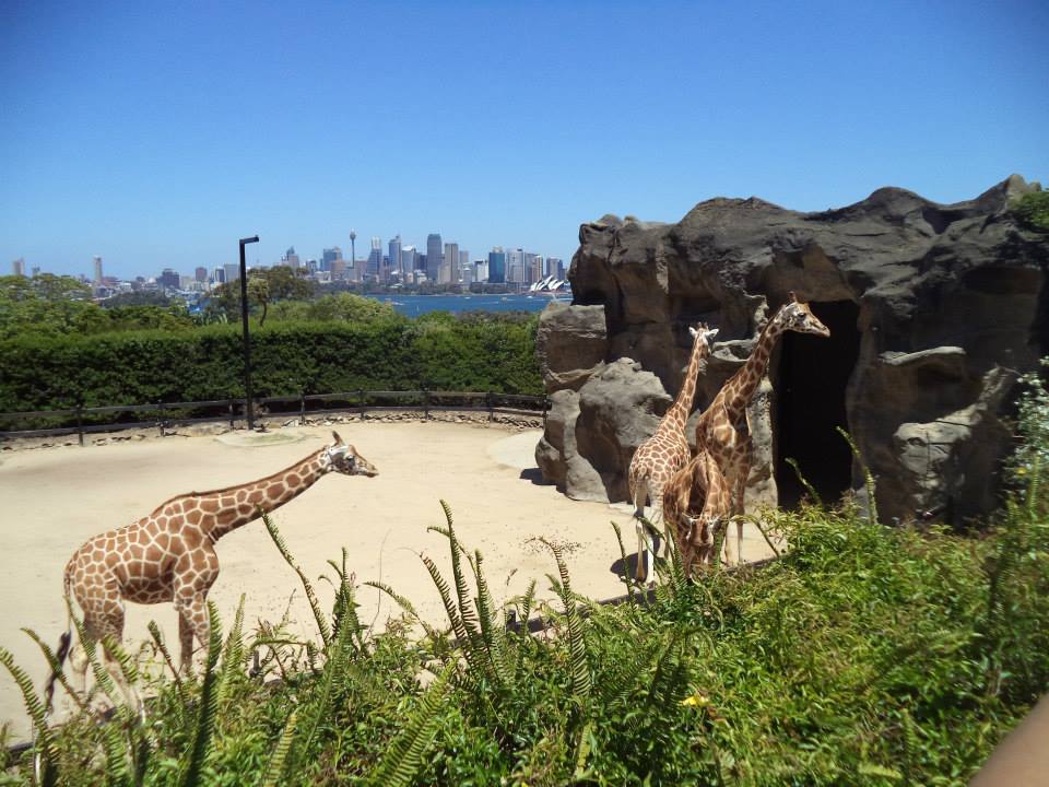 <ȣ־п> 17.  ƼƼ - Ÿհ ZOO